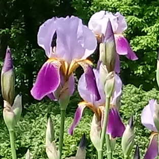 Bearded Iris 'Alcazar' (Tall)