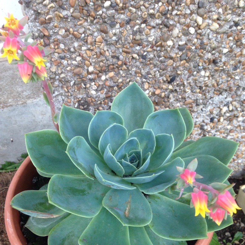 Echeveria 'Mexican Snowball'