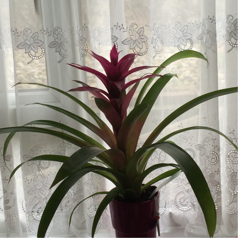 Guzmania