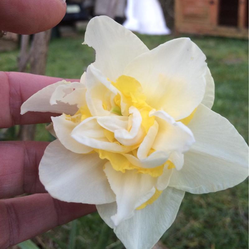 Daffodil 'Bridal Crown' (Double)