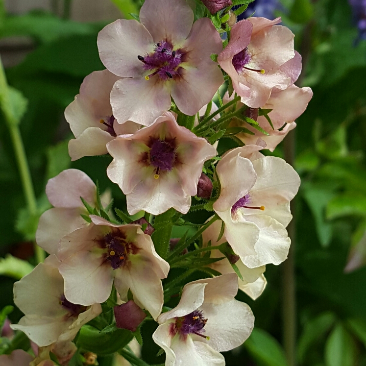 Plant image Verbascum x hybrida 'Southern Charm'