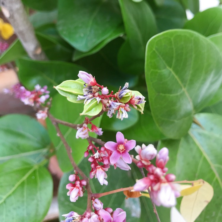 Plant image Averrhoa Carambola