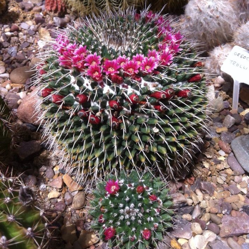 Mammillaria zeilmanniana