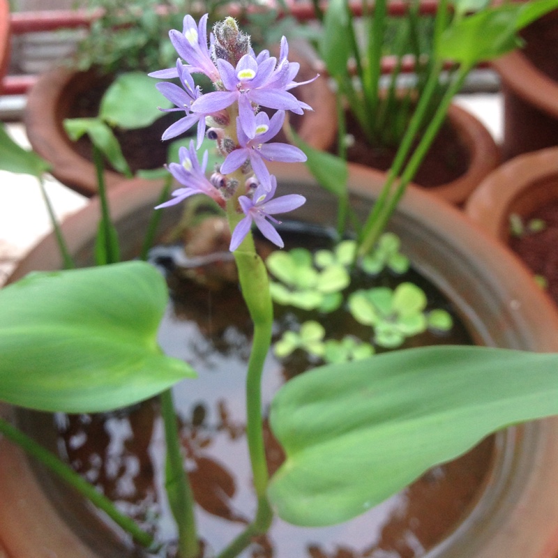 Pontederia cordata