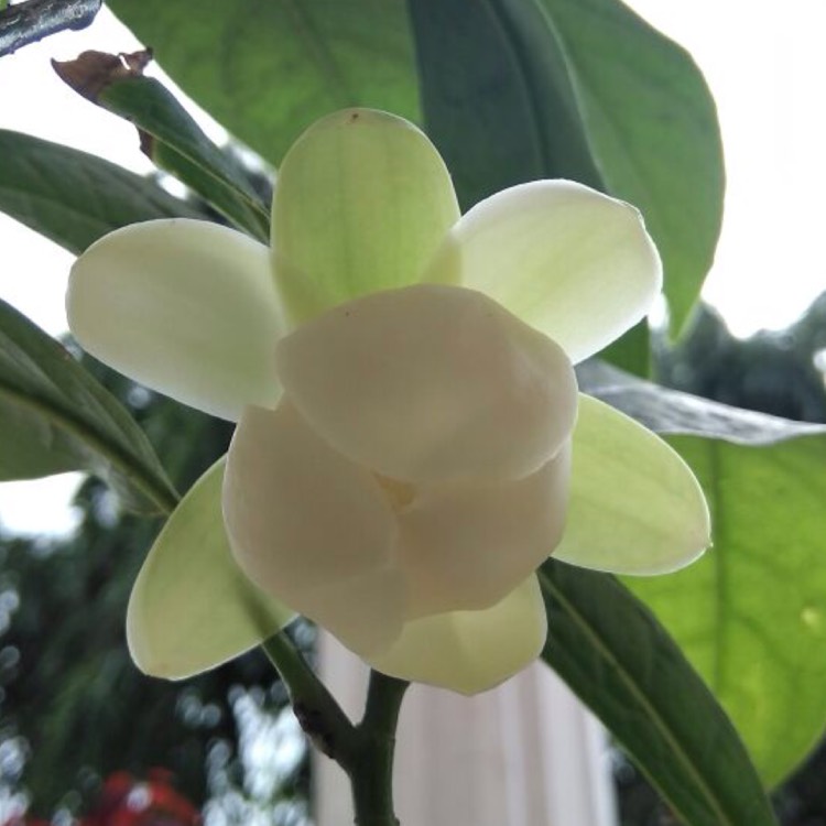 Plant image Magnolia 'Coco'