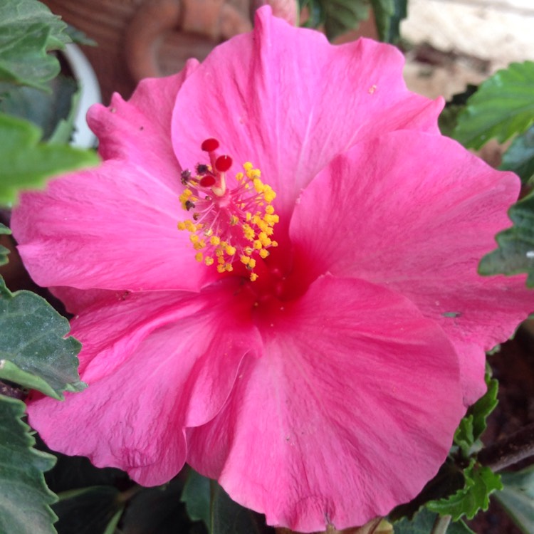 Plant image Hibiscus rosa-sinensis 'Hawaiian Skies'