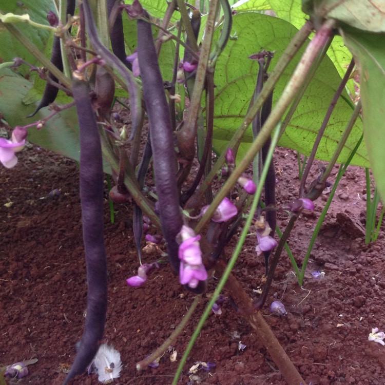 Plant image Phaseolus vulgaris 'Royal Burgundy'