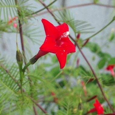 Ipomoea quamoclit  syn. Quamoclit pennata