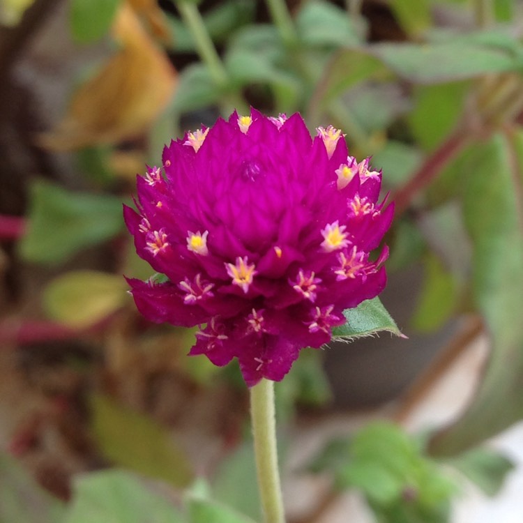 Plant image Gomphrena globosa