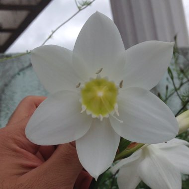 Eucharis amazonica