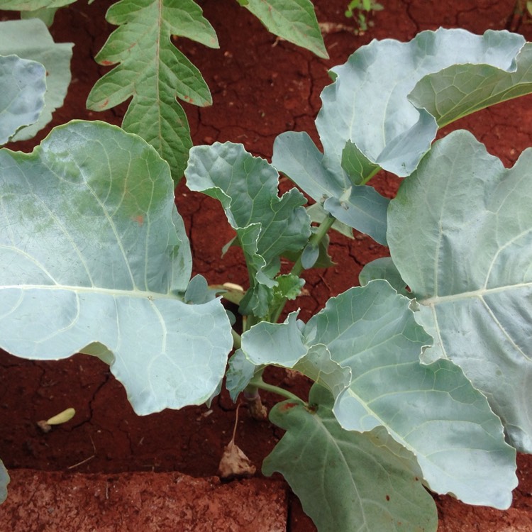 Plant image Brassica oleracea var. Italica Calabrese 'Anastya'F1