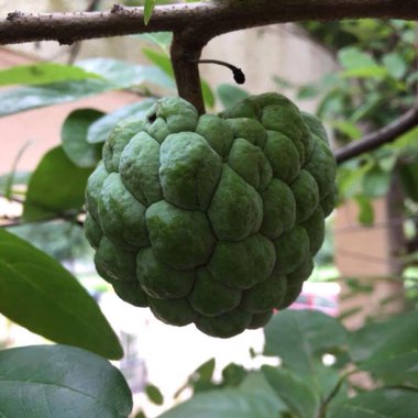 Annona squamosa