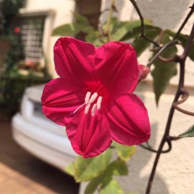 Ipomoea horsefalliae var 'brigseii'