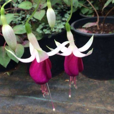 Fuchsia (Half Hardy)