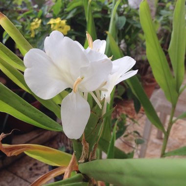 Hedychium coronarium