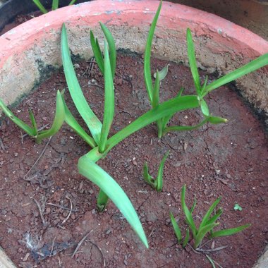 Ornithogalum thyrsoides