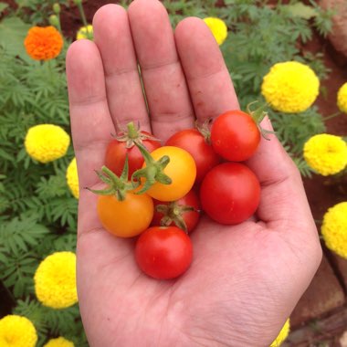 Solanum lycopersicum  syn. Lycopersicon lycopersicum