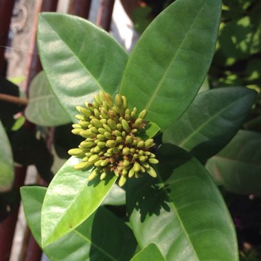 Ixora coccinea