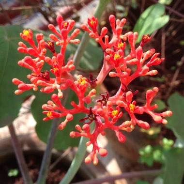 Jatropha