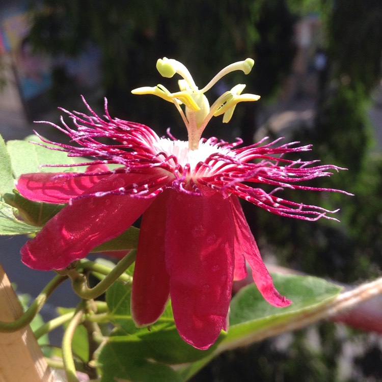 Plant image Passiflora 'Ruby Red'