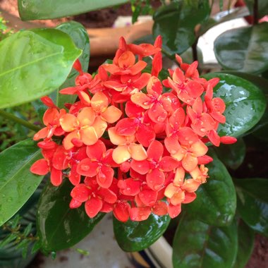 Ixora coccinea