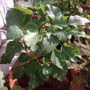 Clerodendrum philippinum