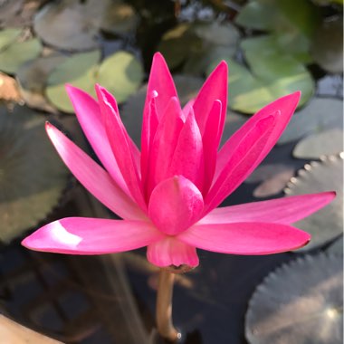 Nymphaea Hybride 'Aurora'