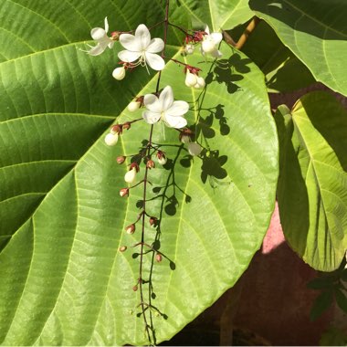 Clerodendrum Schmidtii syn. C. Smithianum