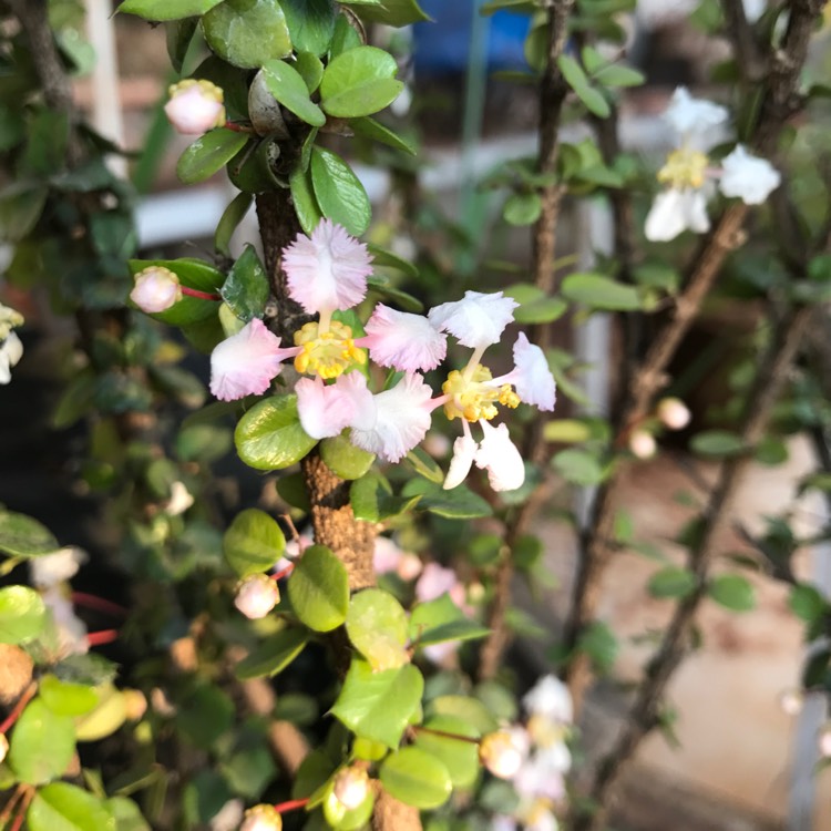 Plant image Serissa japonica (formerly Serissa foetida) var. 'Snowleaves'