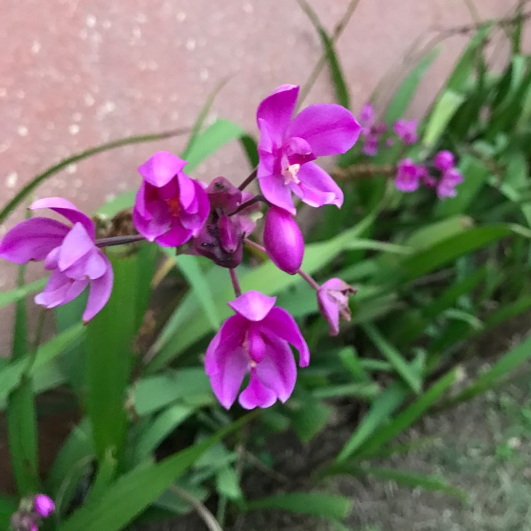 Plant image Spathoglottis plicata - Purple