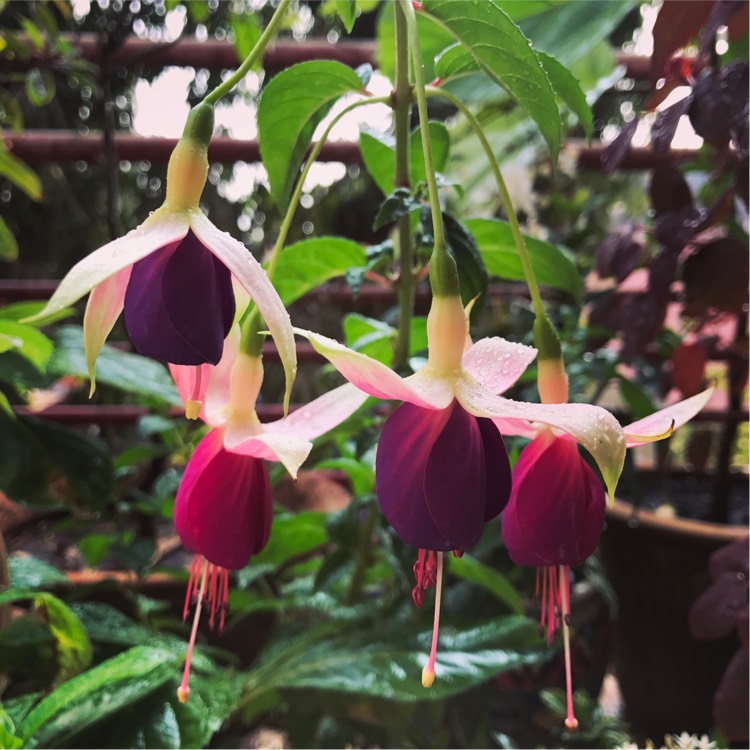 Plant image Fuchsia 'Colourful Bells'