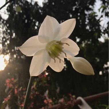 Eucharis amazonica