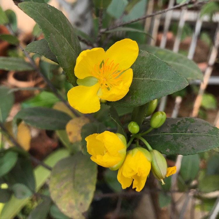 Plant image Ochna kirkii