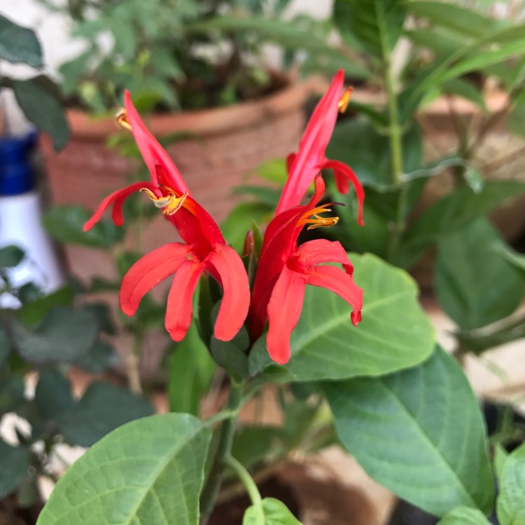 Plant image Justicia Coccinea syn. Pachystachys coccinea