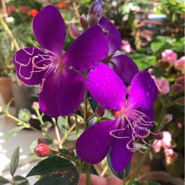 Tibouchina semidecandra