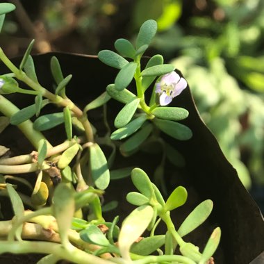 Bacopa Monnieri