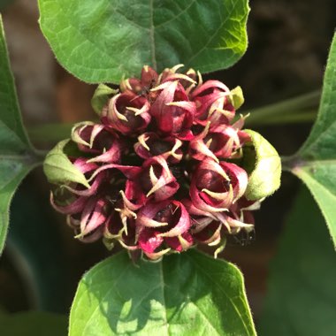 Clerodendrum philippinum