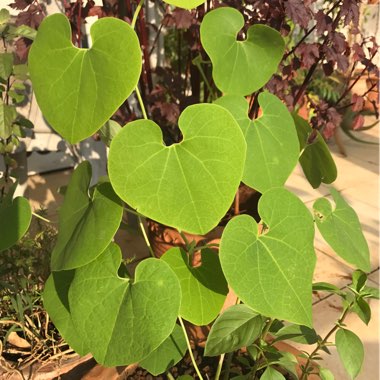 Aristolochia macrophylla