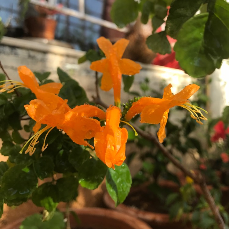 Plant image Tecoma Capensis