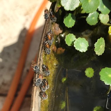 Hydrocotyle verticillata