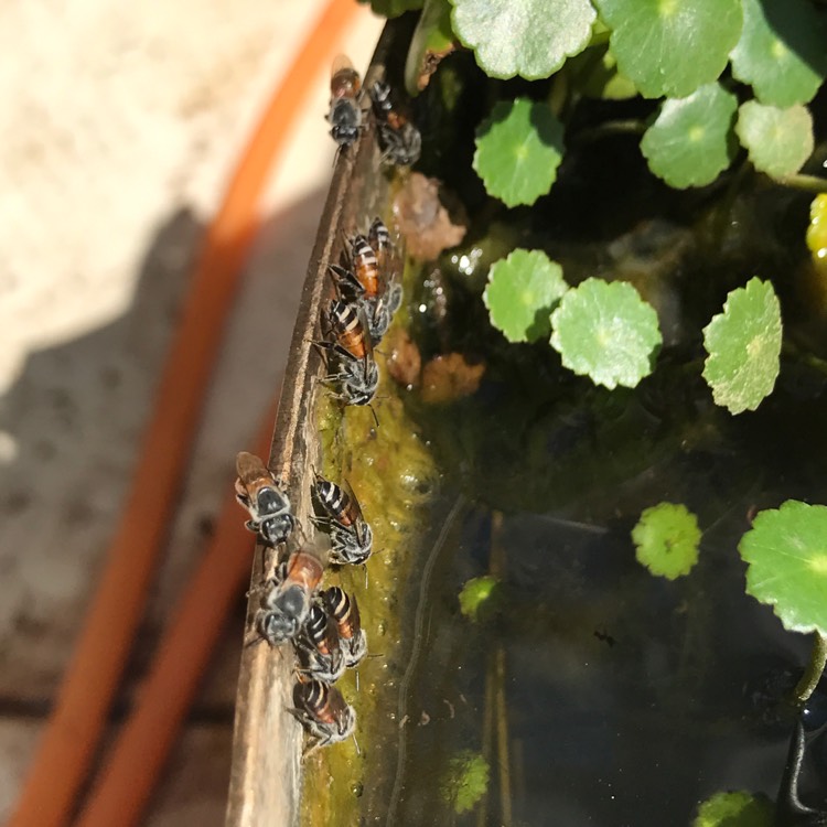 Plant image Hydrocotyle verticillata