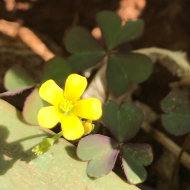 Oxalis corniculata