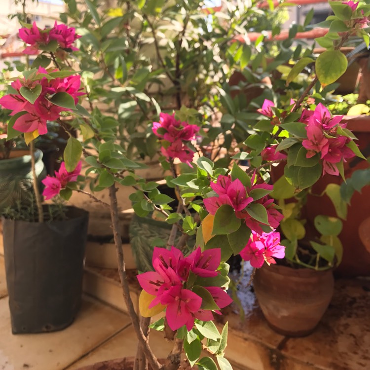 Bougainvillea, Bougainvillea - uploaded by @ankur1406