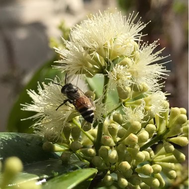 Syzygium zeylanicum