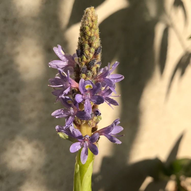 Plant image Pontederia cordata