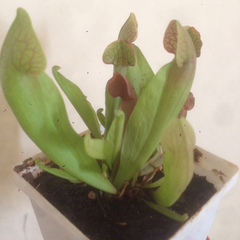 Sarracenia Purpurea