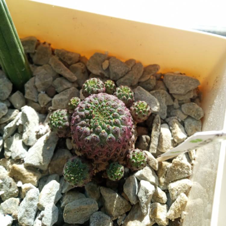 Plant image Sulcorebutia rauschii