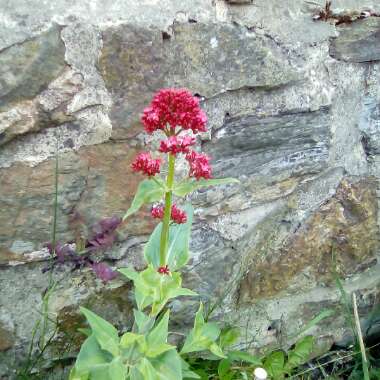 Tracey N Paul's garden