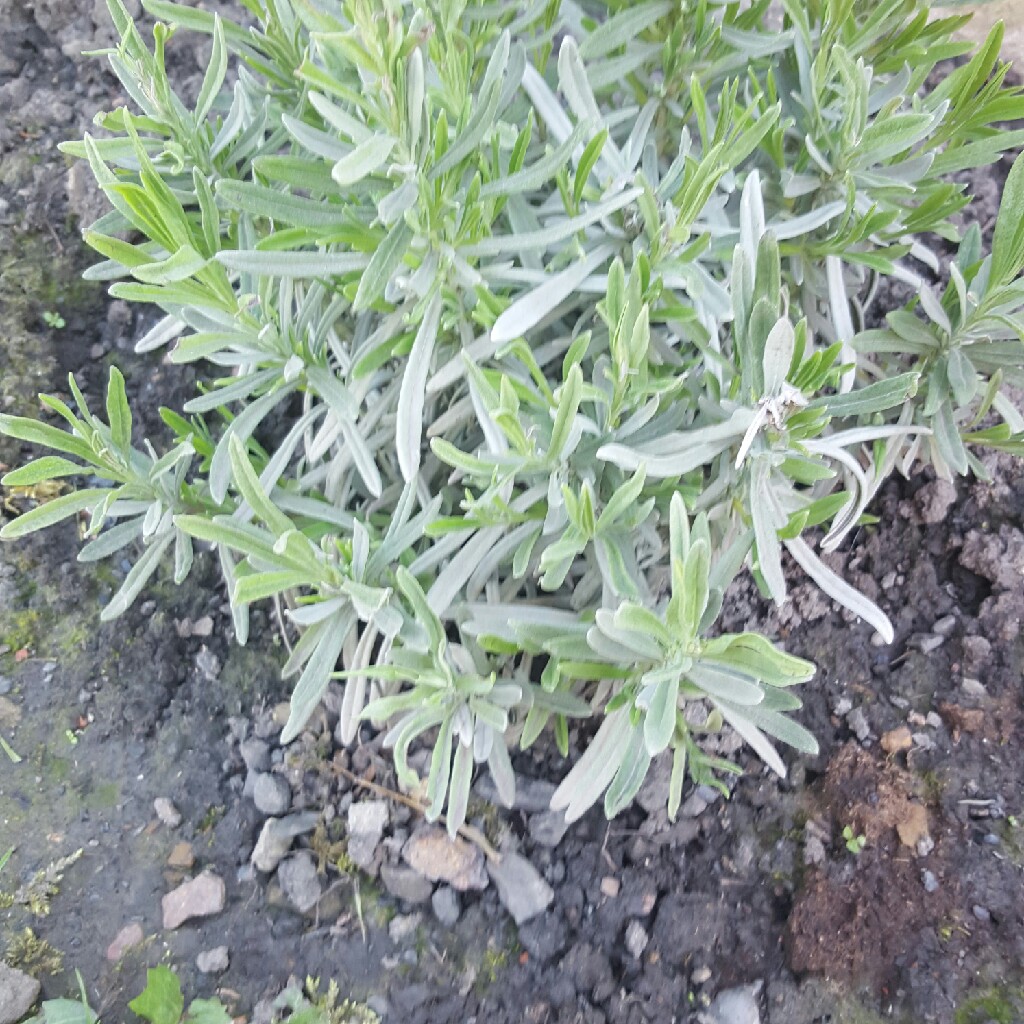 Plant image Lavandula x intermedia 'Silver Edge'