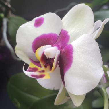 Phalaenopsis